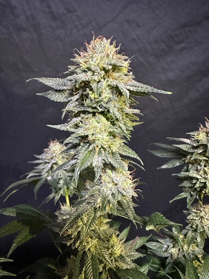 Wedding cheescake Auto, Фасовка: 10, изображение 2